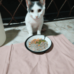 ¿Qué Comida Casera Le Puedo Dar A Mi Gato?