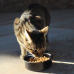 ¿Qué Comida De Humanos Se Le Puede Dar A Los Gatos?