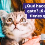 ¿Qué Cosas Hacen Feliz A Un Gato?