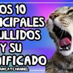 ¿Qué Dicen Los Maullidos De Los Gatos?