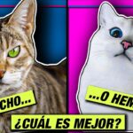 ¿Qué Es Más Tranquilo Un Gato O Una Gata?