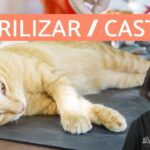 ¿Qué Es Mejor Castrar O Esterilizar A Un Gato?