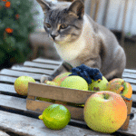 ¿Qué Fruta Se Le Puede Dar A Un Gato?