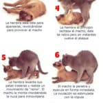 ¿Qué Hacen Los Gatos Machos Cuando Están En Celo?