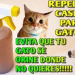 ¿Qué Hacer Para Que El Gato No Orine Dentro De La Casa?