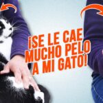 ¿Qué Hacer Para Que No Se Le Caiga Tanto Pelo A Mi Gato?