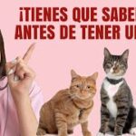 ¿Que Hay Que Saber Antes De Tener Un Gato?