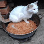 ¿Que Le Hace El Arroz Al Gato?