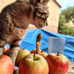 ¿Que Le Hace El Vinagre De Manzana A Los Gatos?