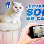 ¿Qué Le Pasa A Un Gato Si Está Solo En Casa?