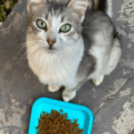 ¿Qué Le Puedo Dar A Mi Gato Si No Tiene Comida?