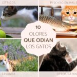 ¿Que Les Fastidia A Los Gatos?