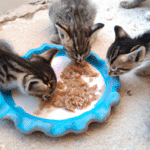 ¿Qué Les Gusta Comer A Los Gatos Bebés?