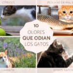 ¿Que Les Molesta A Los Gatos?