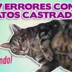 ¿Qué No Puede Hacer Un Gato Después De Ser Castrado?