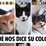 ¿Qué Nos Dice El Color De Los Gatos?