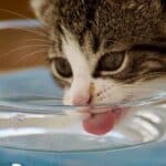 ¿Que Otra Cosa Se Le Puede Dar A Un Gato En Vez De Agua?