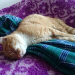 ¿Qué Pasa Cuando Un Gato Duerme En Tu Cama?