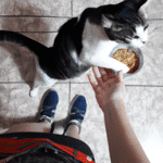 ¿Qué Pasa Si Le Doy Comida De Humano A Mi Gato?