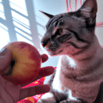 ¿Qué Pasa Si Le Doy Manzana A Mi Gato?