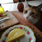 ¿Qué Pasa Si Le Doy Queso A Mi Gato?