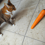 ¿Qué Pasa Si Le Doy Zanahoria A Mi Gato?