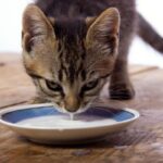 ¿Qué Pasa Si Los Gatos Toman Leche?