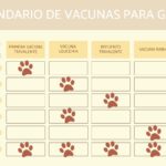 ¿Qué Pasa Si No Vacuno A Mi Gato Casero?