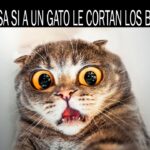 ¿Qué Pasa Si Se Le Cortan Los Bigotes A Un Gato?