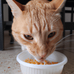 ¿Qué Pasa Si Un Gato Come Fideos?