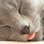 ¿Qué Pasa Si Un Gato Duerme Afuera?