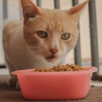 ¿Qué Pasa Si Un Gato No Come Comida Húmeda?