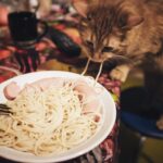 ¿Qué Pastas Pueden Comer Los Gatos?