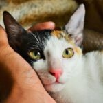 ¿Qué Perciben Los Gatos En Las Casas?