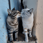 ¿Qué Piensan Los Gatos De Los Besos?