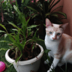 ¿Qué Plantas Odian Los Gatos?