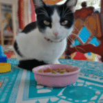 ¿Qué Puede Desayunar Mi Gato?