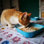¿Qué Pueden Desayunar Los Gatos?