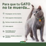 ¿Qué Puedo Hacer Para Que Mi Gato No Me Muerda?