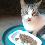¿Qué Se Le Puede Dar De Comer A Un Gato Con Diarrea?