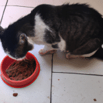 ¿Qué Se Le Puede Dar De Comer A Un Gato Enfermo?