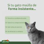 ¿Qué Significa Cuando Un Gato Llora En La Madrugada?