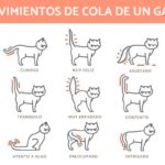 ¿Qué Significa Que El Gato Mueve La Cola Cuando Lo Acaricio?