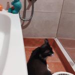 ¿Qué Significa Que Tu Gato Te Acompañe Al Baño?