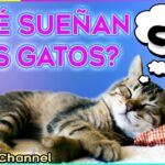 ¿Qué Sueñan Los Gatos Cuando Duermen?