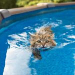 ¿Qué Tipo De Agua Les Gusta A Los Gatos?