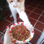 ¿Qué Tipo De Comida Se Le Puede Dar A Un Gato?