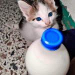 ¿Qué Tipo De Leche Se Le Puede Dar A Un Gato Bebé?