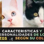 ¿Que Traen Los Gatos Según Su Color?