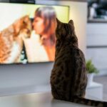 ¿Que Ven Los Gatos En La Tele?